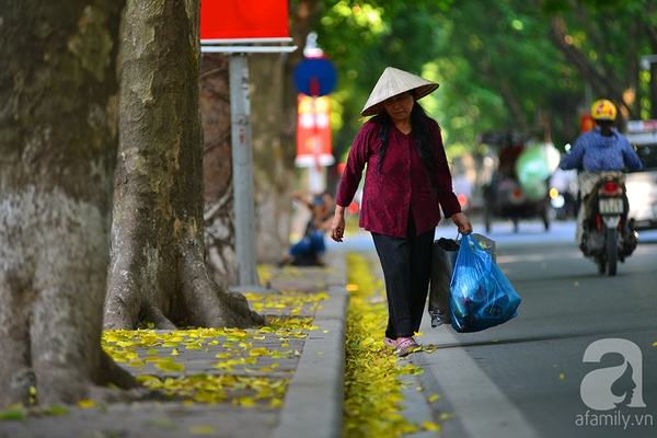 Nhung-tham-la-vang-mua-thu-ha-noi